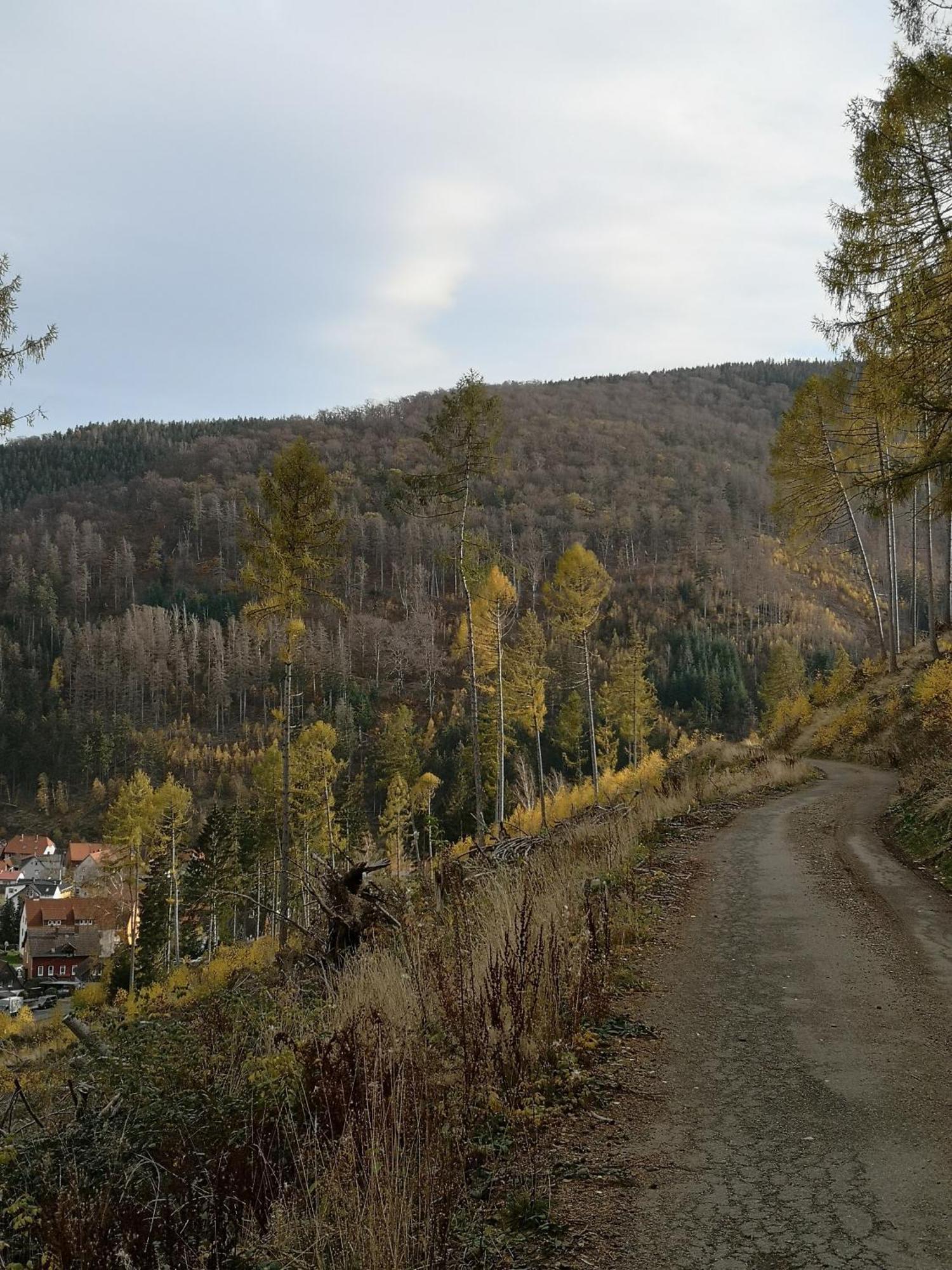 Haus Riesebeek Villa Langelsheim Eksteriør billede